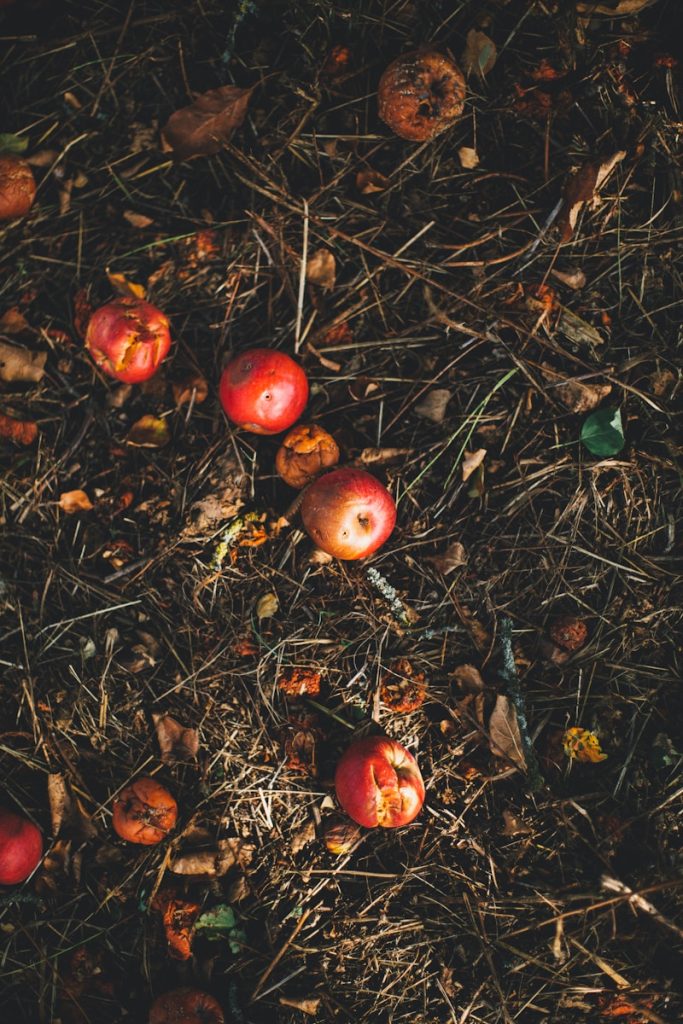 composter au jardin : pratiques et avantages pour un environnement durable